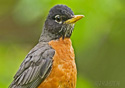 Turdus migratorius